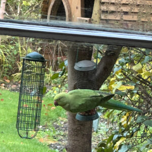 Best Place For Your Birdtable