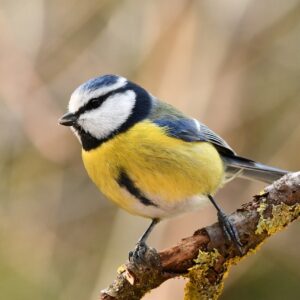 Hand made Bird Box for Blue Tits