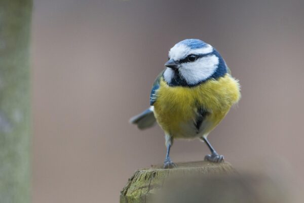 Hand made Bird Box for Blue Tits